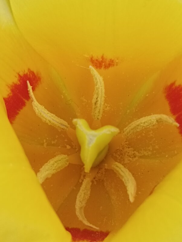 В сердечке - Pippa В сердечке - Pippa