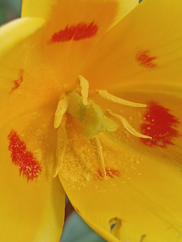 В сердечке - Pippa 