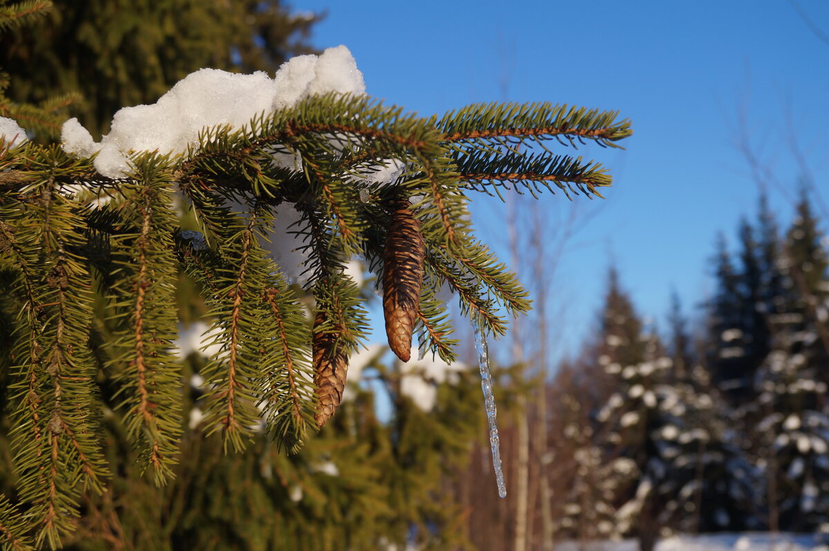 приметы весны - Сергей Ц