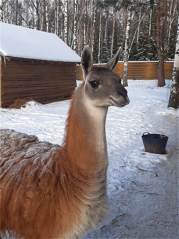 Наблюдательная лама! - Нина Андронова