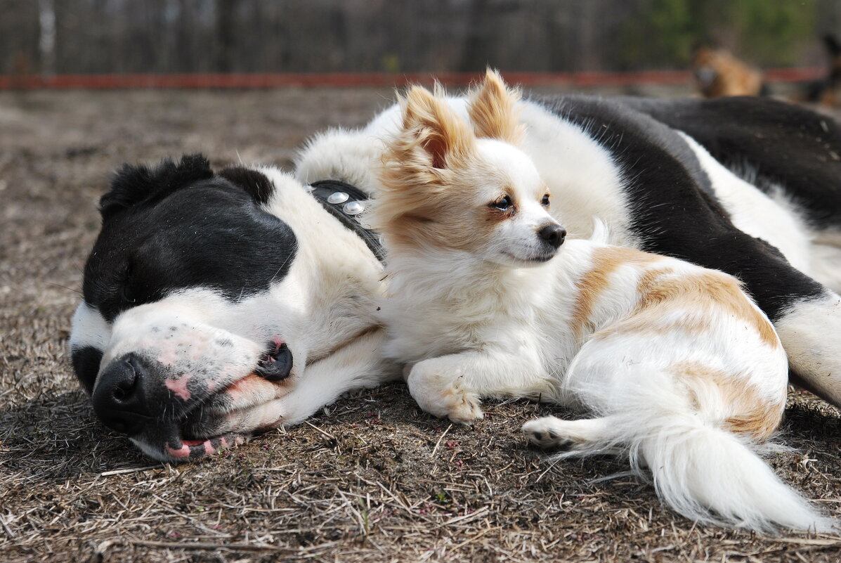 ...Ты,Веста спи,а я тебя охранять буду:)) - Рудаков Сергей ...Ты,Веста спи,а я тебя охранять буду:)) - Рудаков Сергей