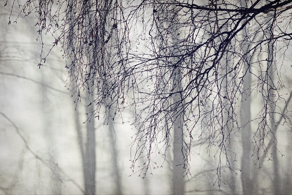 Ветка берёзы... - Владимир Шошин