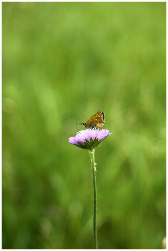 бабочка на цветке - Александр Кольцов бабочка на цветке - Александр Кольцов