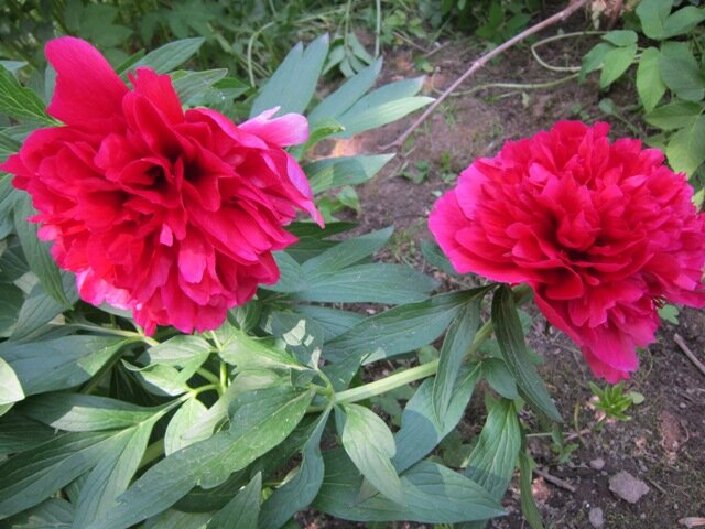 Два красных брата - Дмитрий Никитин