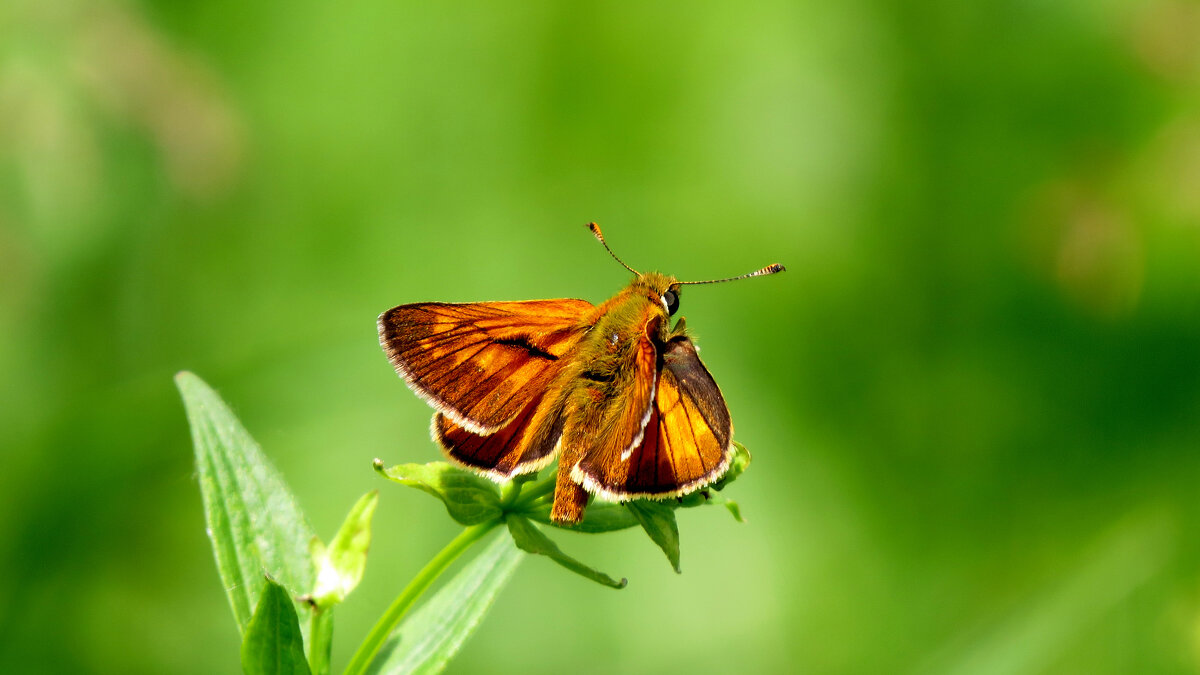 опять про бабочек 398 - Александр Прокудин опять про бабочек 398 - Александр Прокудин