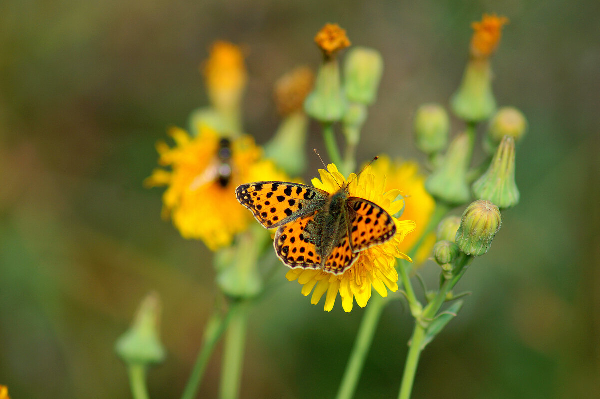 опять про бабочек 401 - Александр Прокудин опять про бабочек 401 - Александр Прокудин