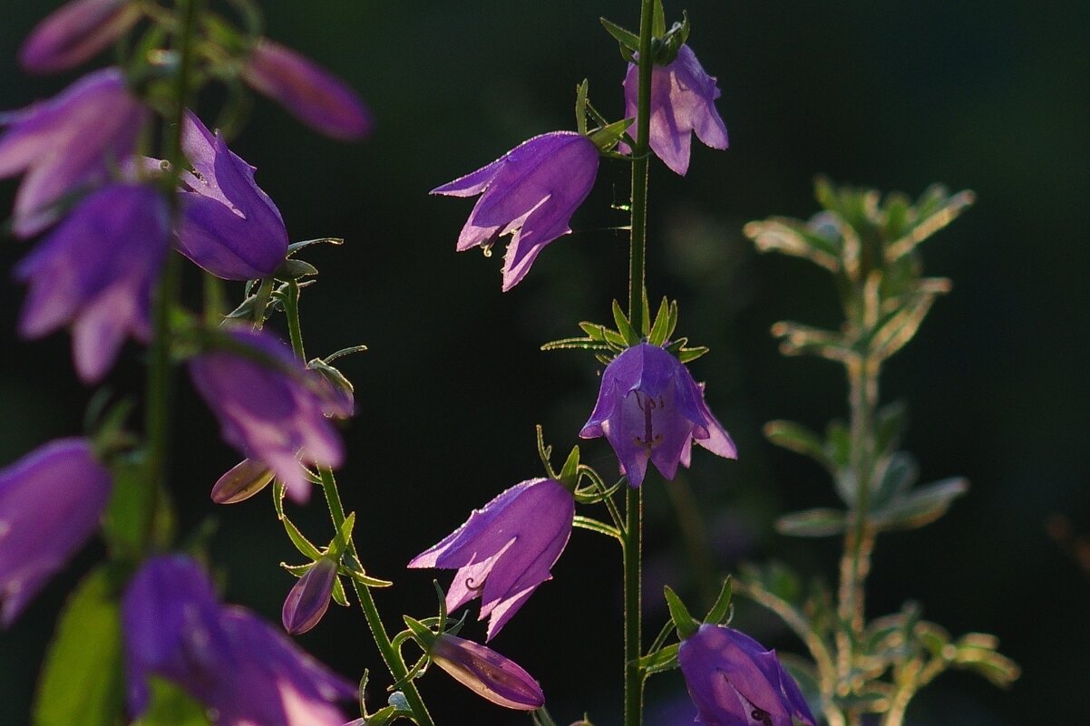 Цветы - Сергей Швечков Цветы - Сергей Швечков