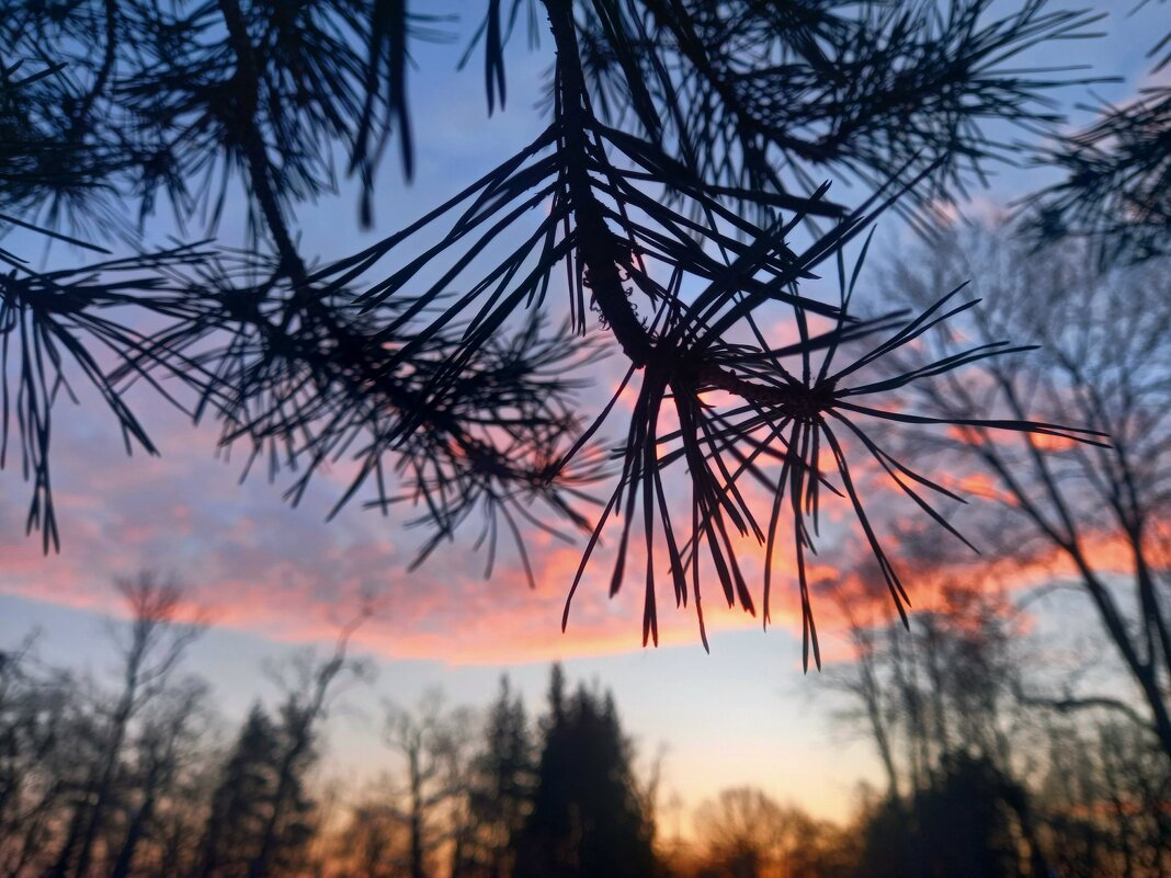 Рассвет - Сапсан 