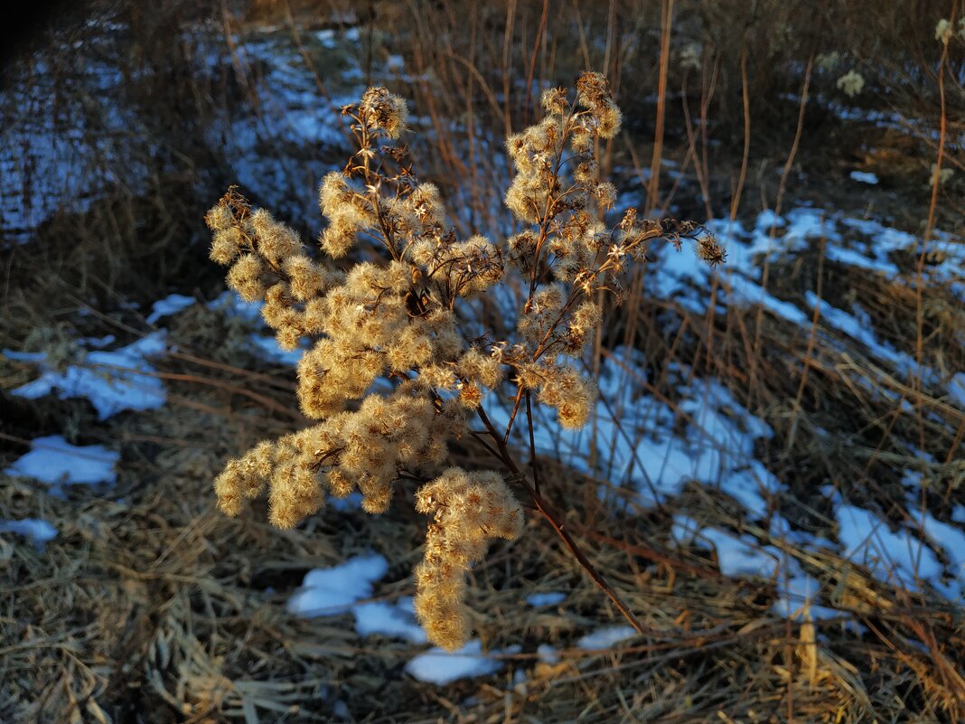 Цветы февраля - Андрей Лукьянов Цветы февраля - Андрей Лукьянов