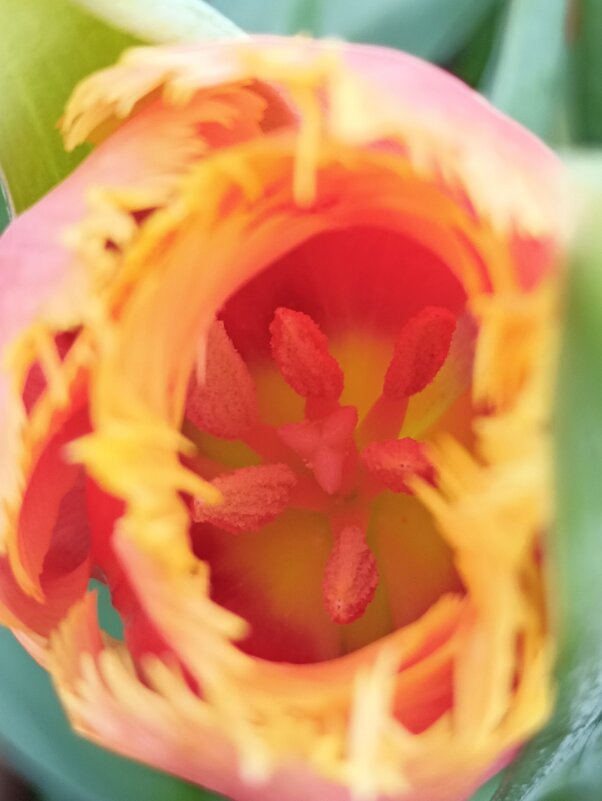 В сердечке - Pippa В сердечке - Pippa