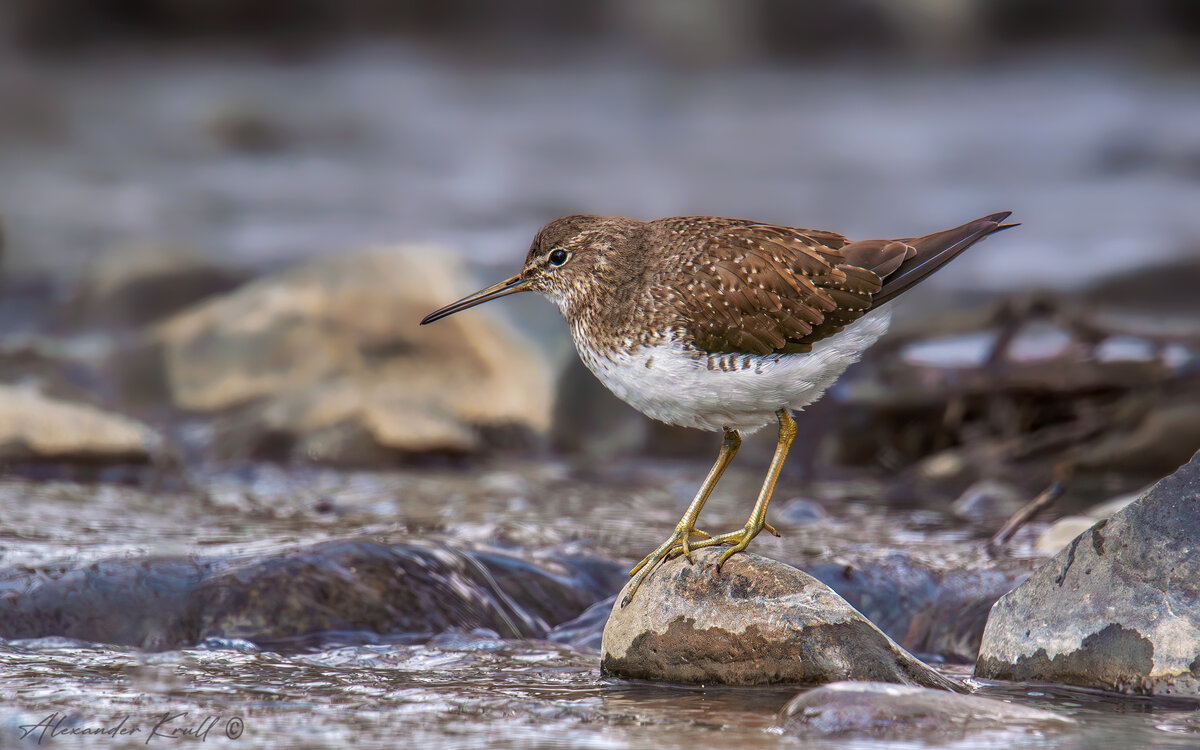 По камушкам - Александр К.