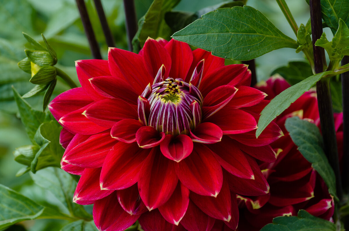 *** - Виктор Иванович Чернюк *** - Виктор Иванович Чернюк