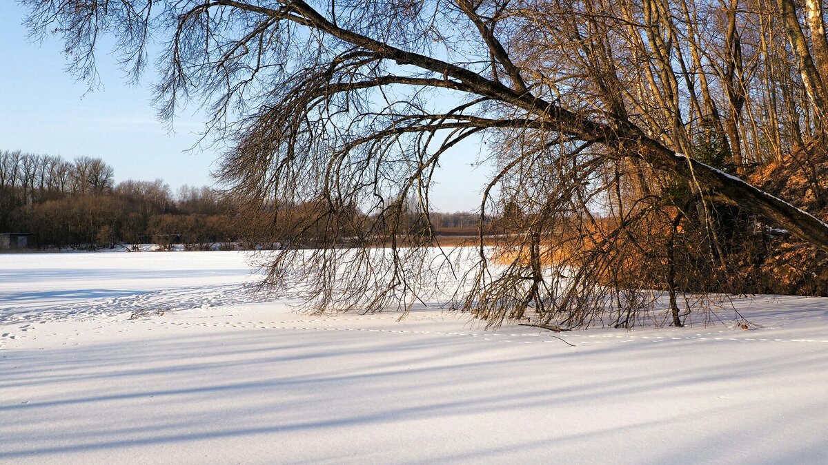 Нагнулось дерево к озёрному льду. - Милешкин Владимир Алексеевич Нагнулось дерево к озёрному льду. - Милешкин Владимир Алексеевич