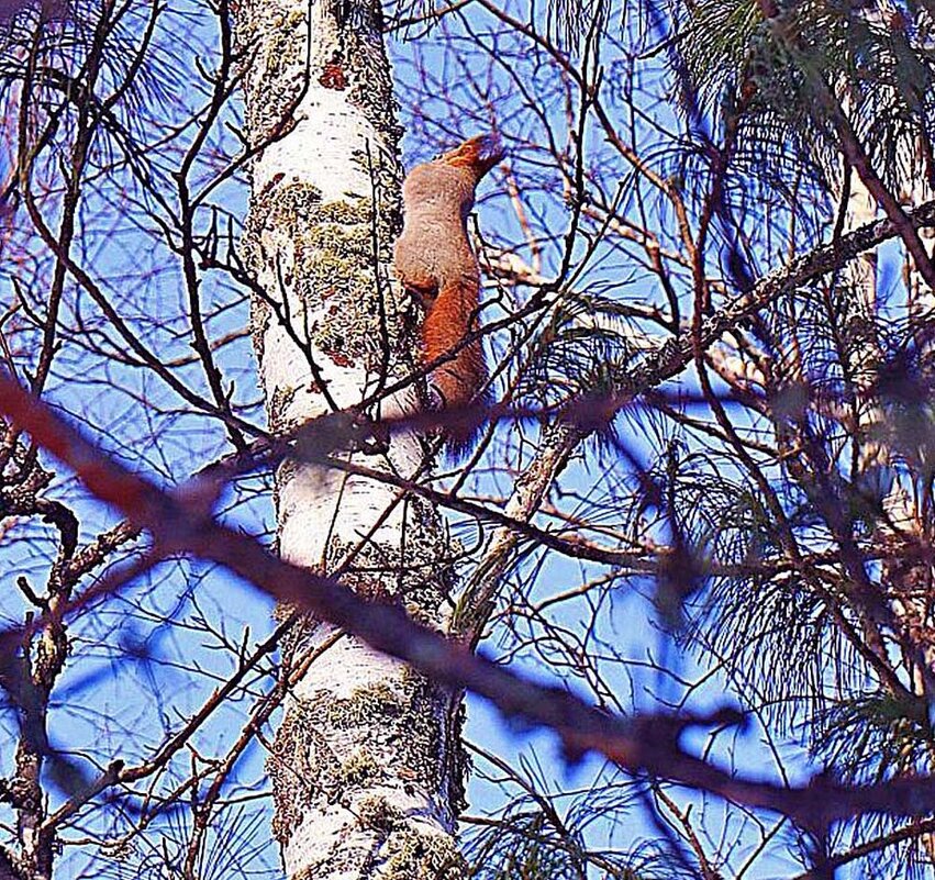 Февраль..."Воротник" на березе! - Владимир Февраль..."Воротник" на березе! - Владимир