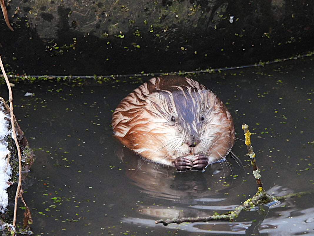 Ондатра - Лина Ондатра - Лина