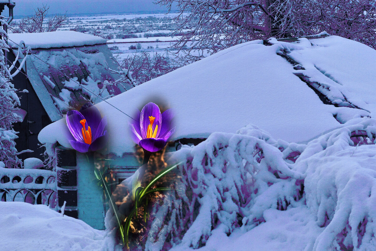 Крокусы в снегу - Юрий Гайворонскiий Крокусы в снегу - Юрий Гайворонскiий