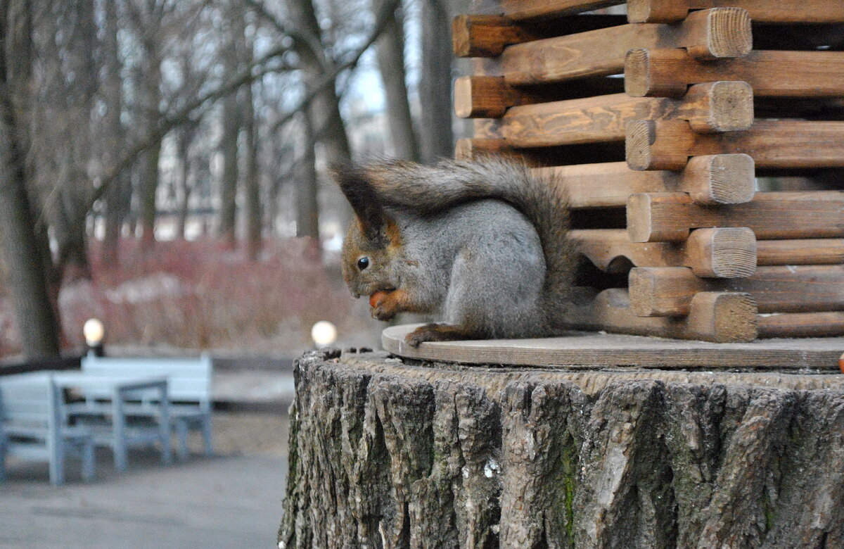 Весной - AleksSPb Лесниченко Весной - AleksSPb Лесниченко