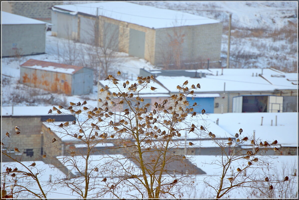 Дрозды - Сеня Белгородский
