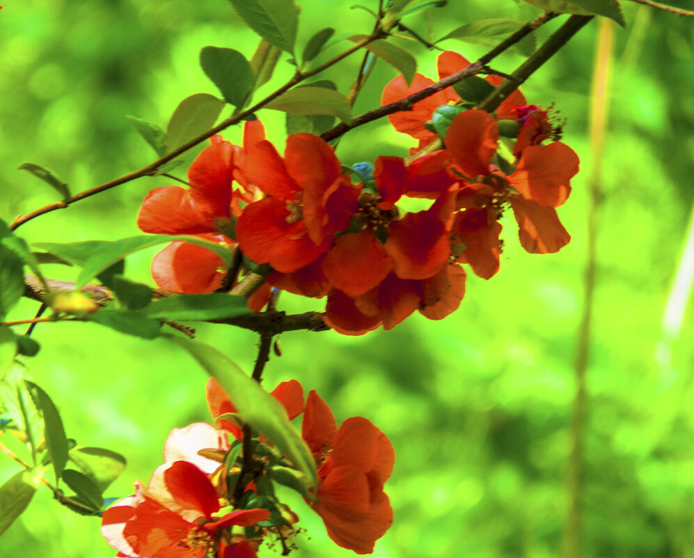 Японская вишня - Валентин Семчишин