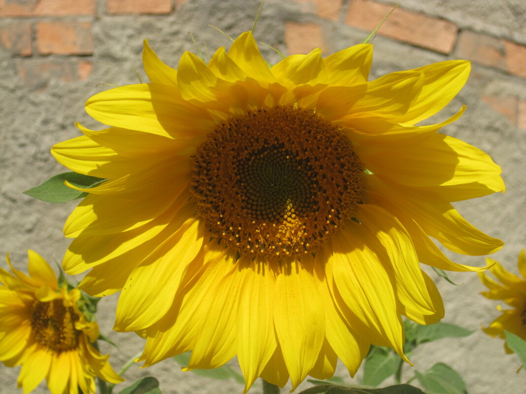 Солечный - Елена Семигина Солечный - Елена Семигина