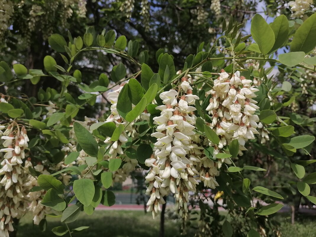 ,,, - Сергей Тимоновский
