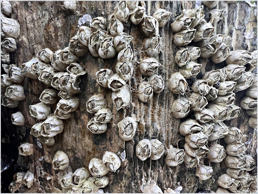 Ракушки на волнорезах. - Валерия Комова Ракушки на волнорезах. - Валерия Комова