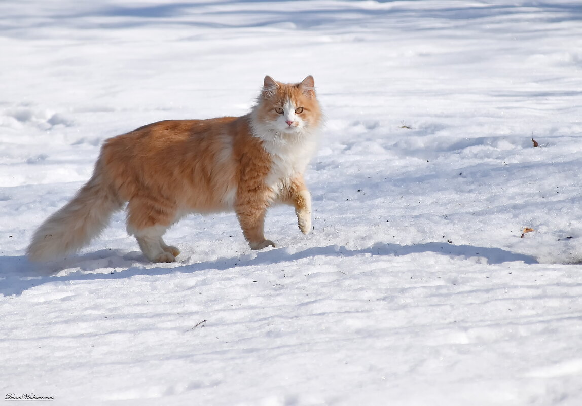 РЫЖИК. - DianaVladimirovna РЫЖИК. - DianaVladimirovna