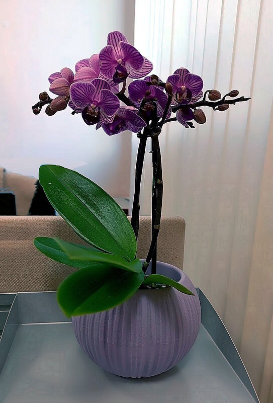 Загадочные  феи - Ольга Довженко