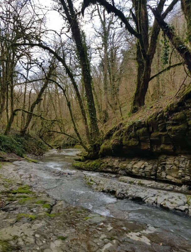 ОРЕХОВКА. СОЧИ - Tata Wolf