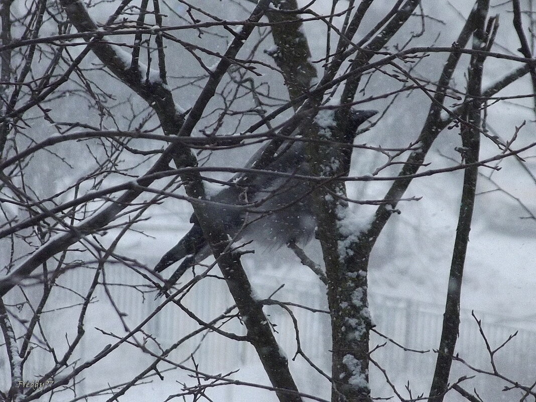 Незавидная жизнь вороны - Freddy 97 Незавидная жизнь вороны - Freddy 97