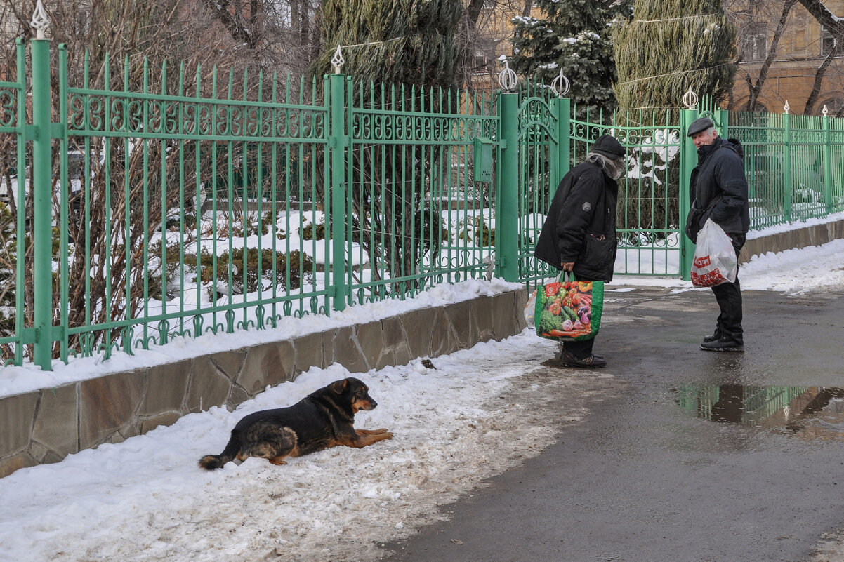 Деликатная собака - Татьяна Машошина Деликатная собака - Татьяна Машошина