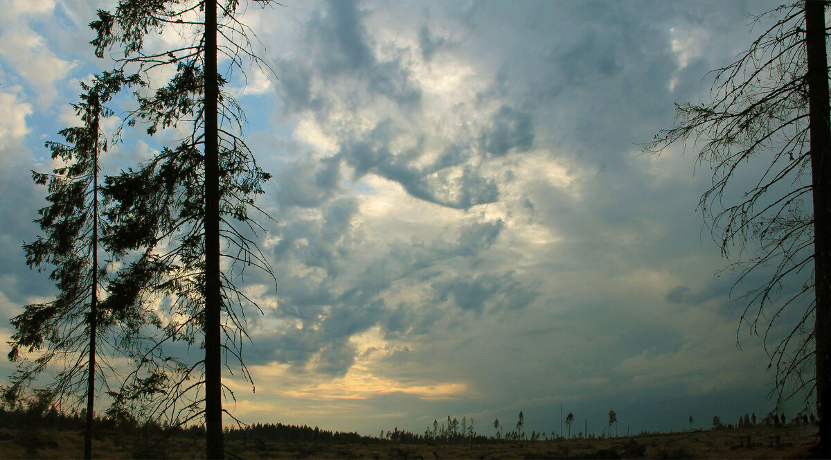 после бури - РозаВетроф после бури - РозаВетроф