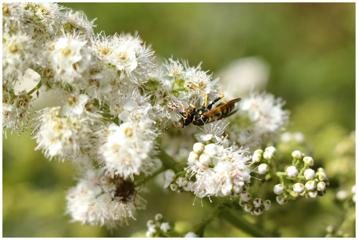 оса в поисках еды - Александр Кольцов