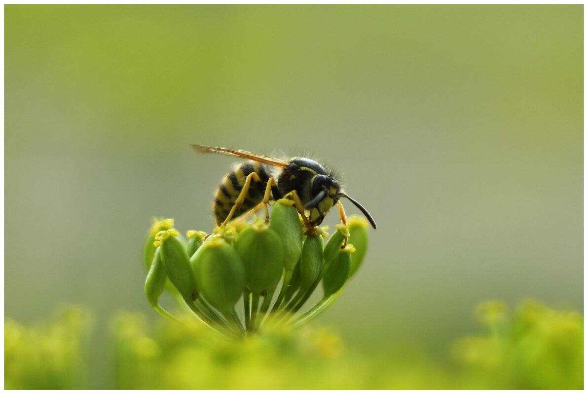оса пьёт нектар - Александр Кольцов