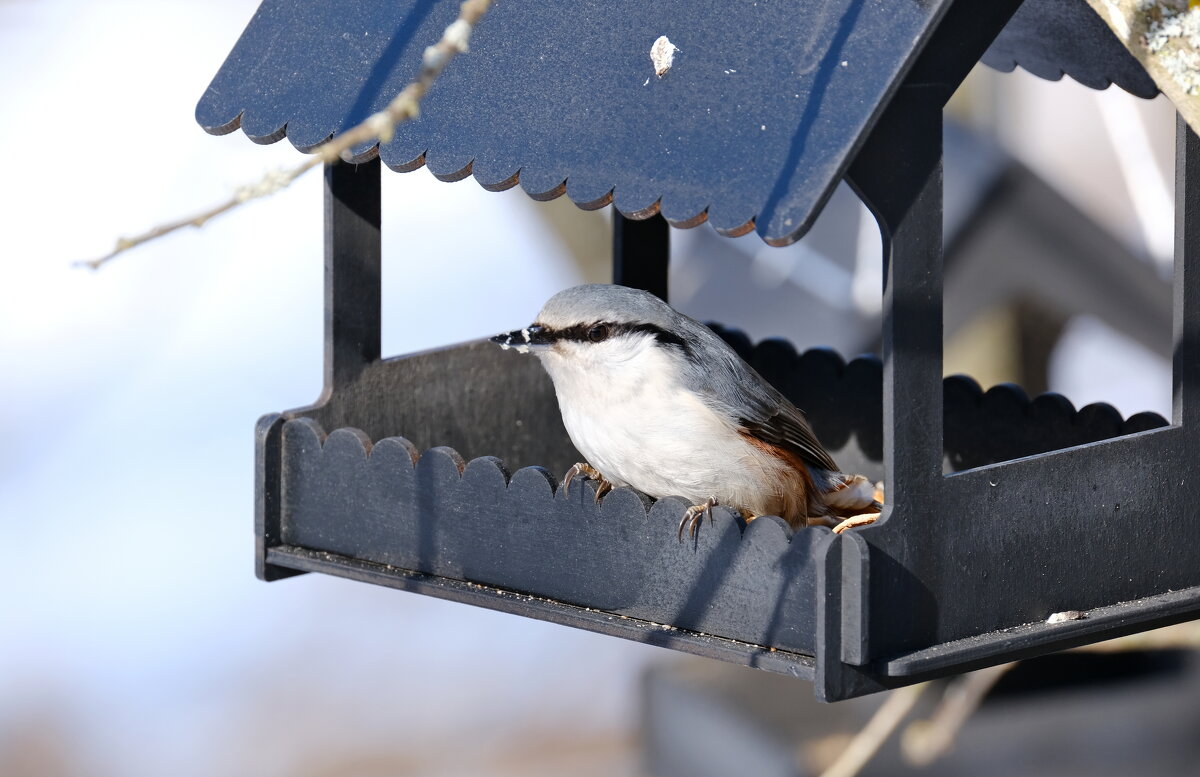 Поели , можно и песню спеть ) - Андрей Зайцев Поели , можно и песню спеть ) - Андрей Зайцев