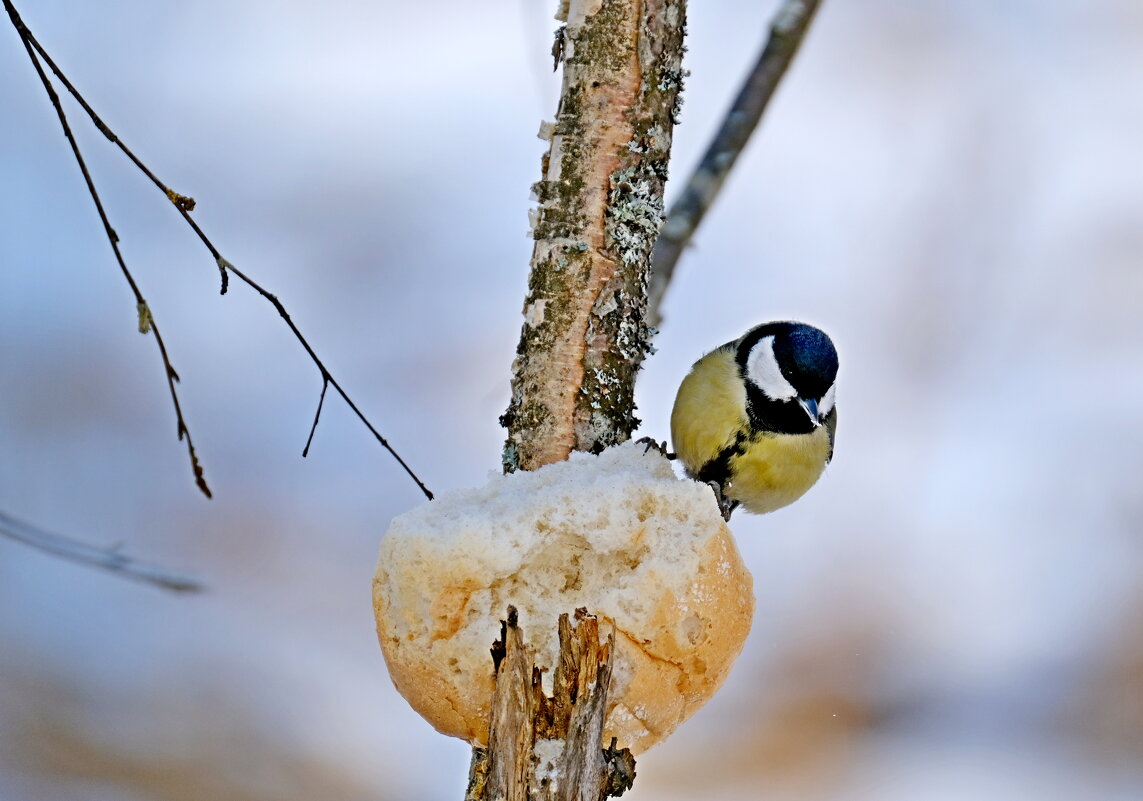 Добрая булка - Андрей Зайцев