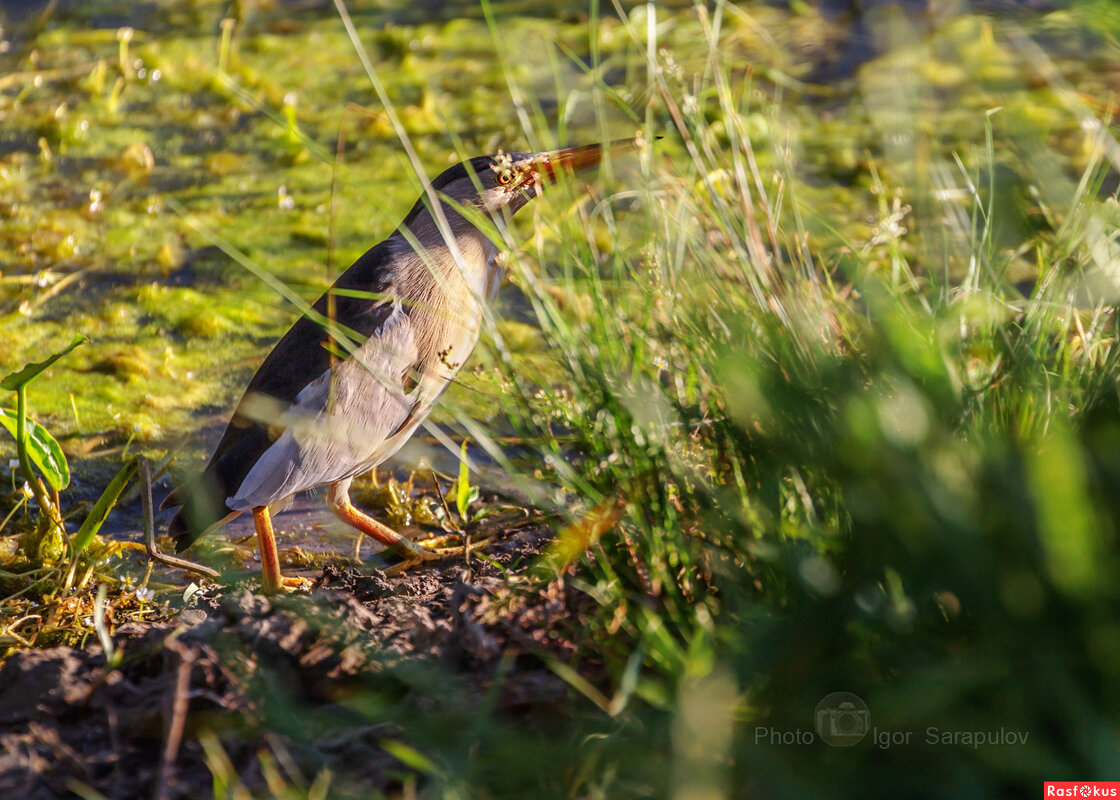 Среди болот белогорья - Игорь Сарапулов Среди болот белогорья - Игорь Сарапулов