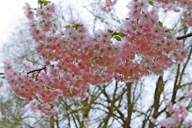 сакура - марта Камушкина