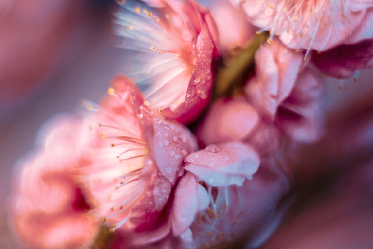 Цветение сливы - Дмитрий Цветение сливы - Дмитрий