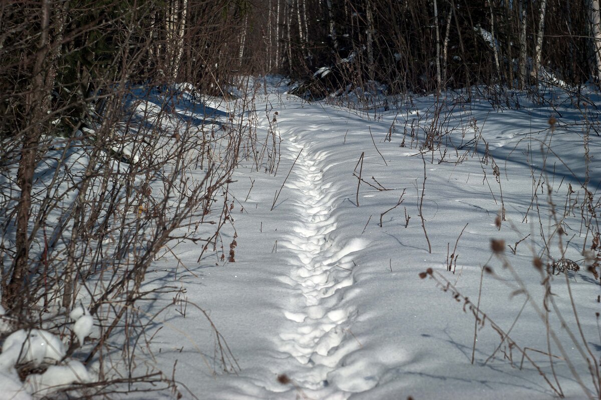 Позвериной тропе - Дмитрий Ряховский