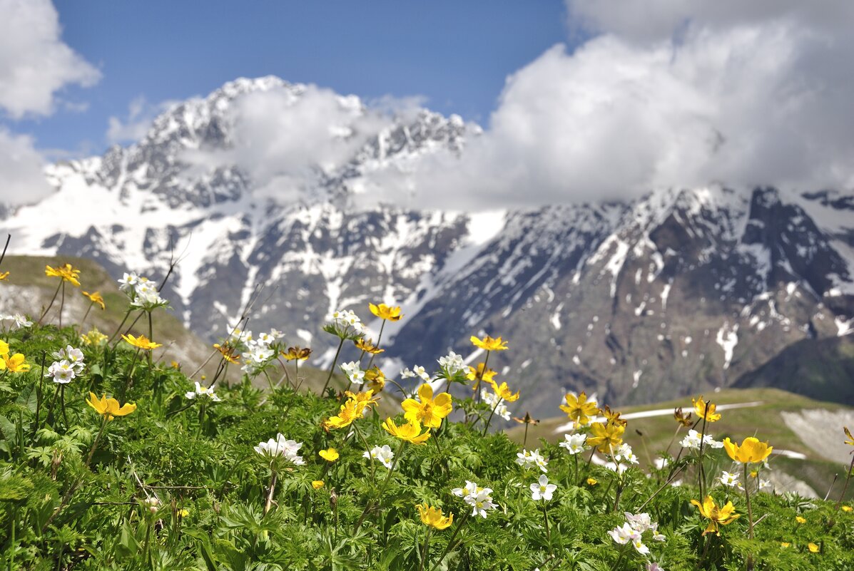 Анемоны на альпийских лугах - Марина Виноградова Анемоны на альпийских лугах - Марина Виноградова