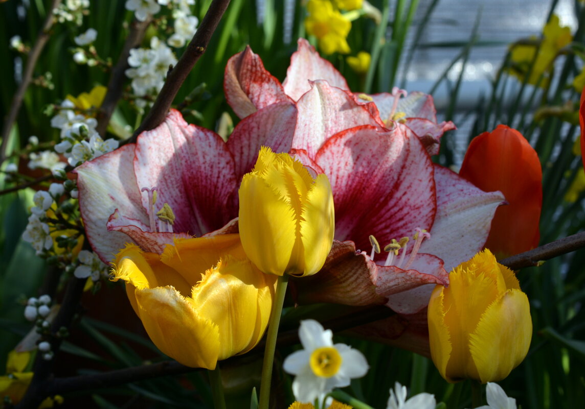 Первоцветы - Леонид Иванчук Первоцветы - Леонид Иванчук