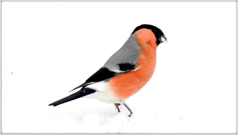 Один из немногих гостей наших парков - Сергей Один из немногих гостей наших парков - Сергей