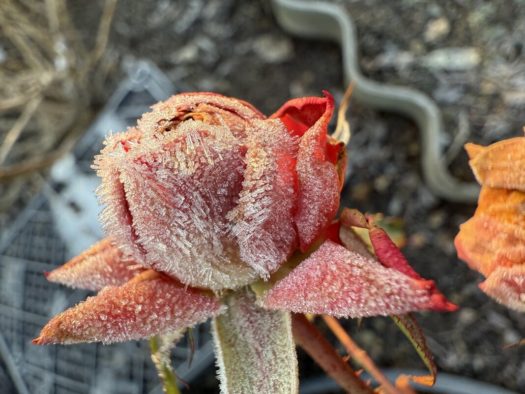 Роза в инее. - Валентина . Роза в инее. - Валентина .