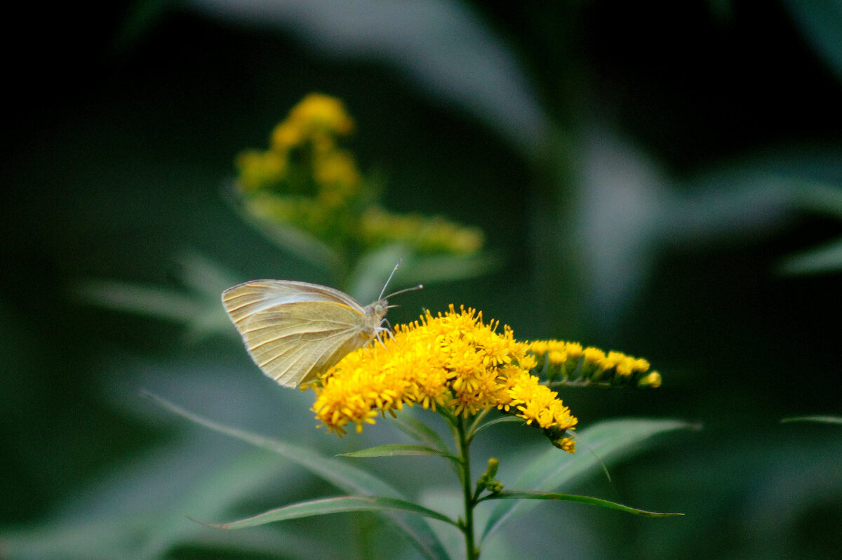 опять про бабочек 403 - Александр Прокудин опять про бабочек 403 - Александр Прокудин