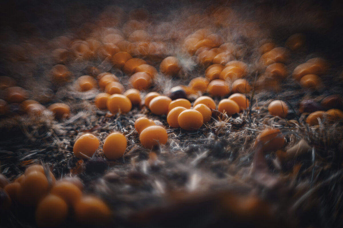 Алыча. - Анатолий Щербак