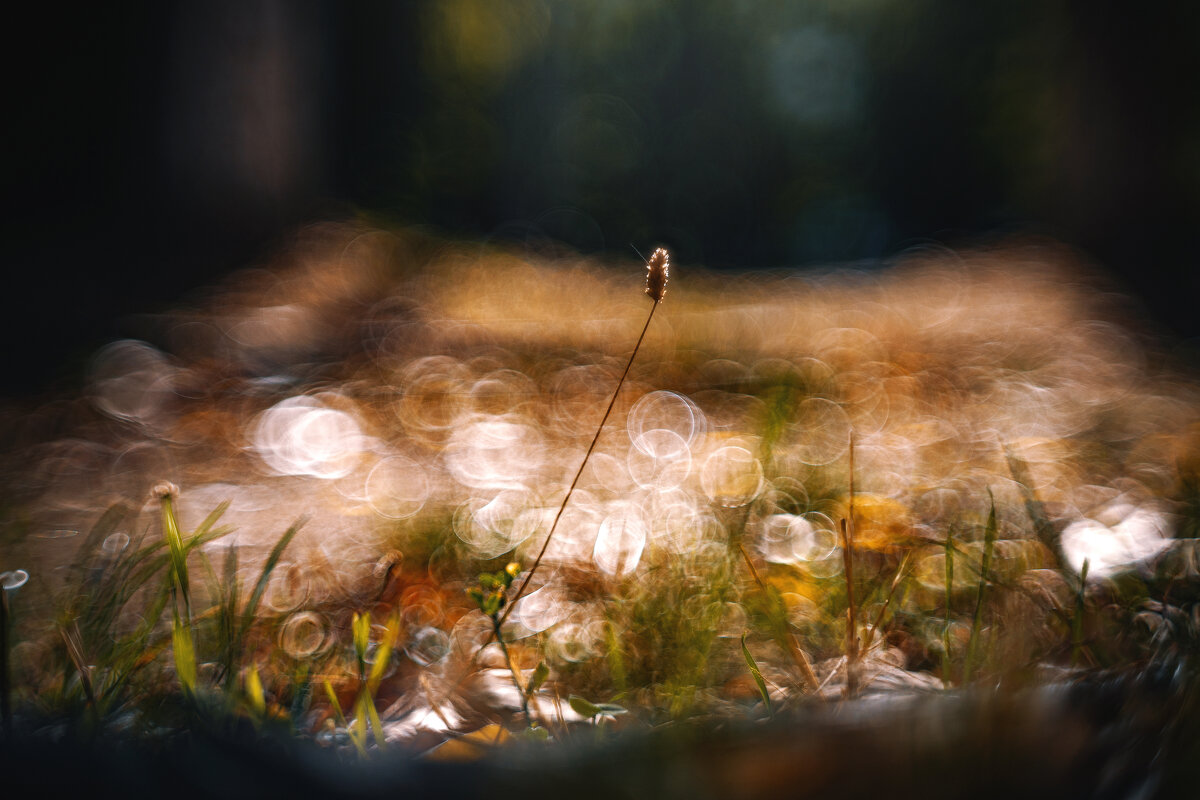 Пикториальная осень. - Анатолий Щербак