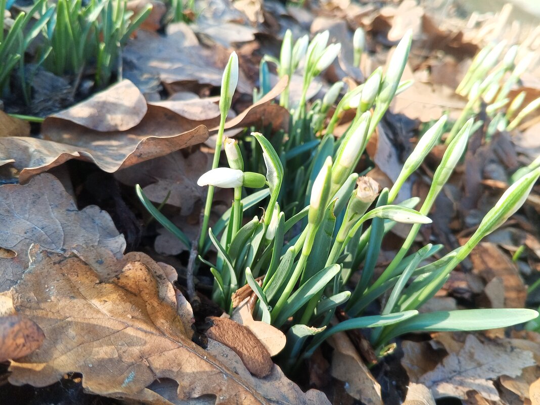 Галантус - Сапсан 