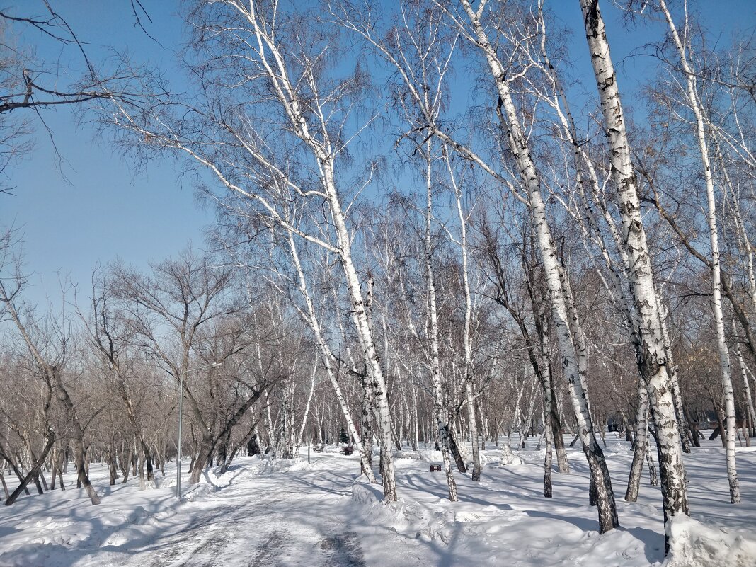 Берёзки - Андрей Хлопонин