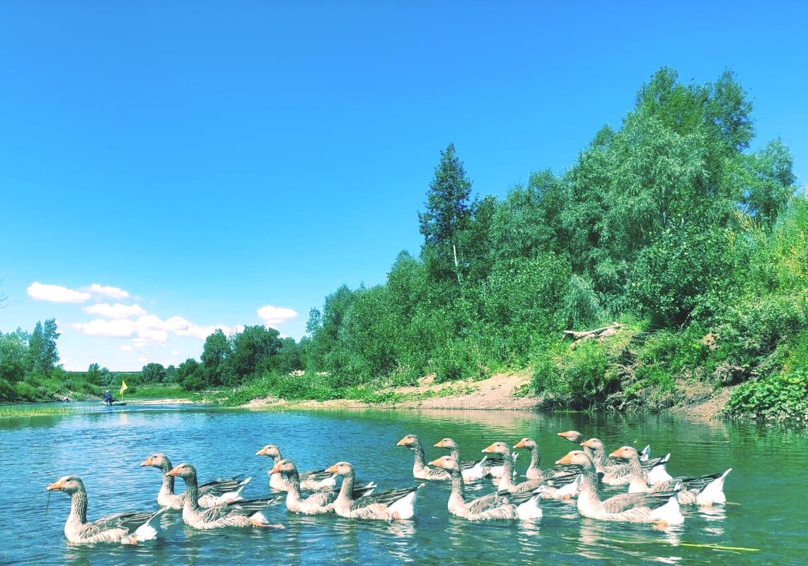 Гуси на речке.. - Андрей Хлопонин